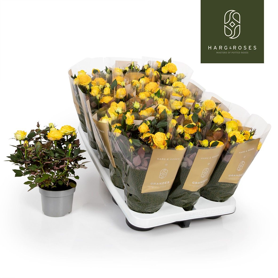 Rose Kordana Grande Sunstar