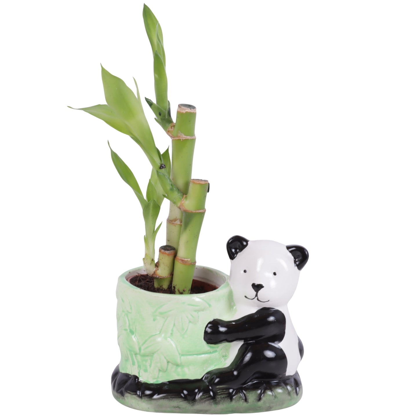 Dra Lucky Bamboo Toef Keramiek Panda