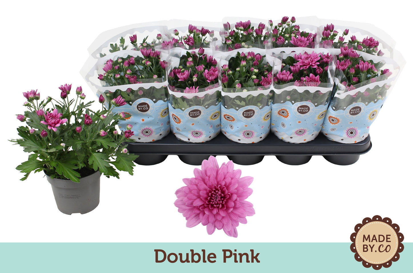 Chrysanthemum Roze Double