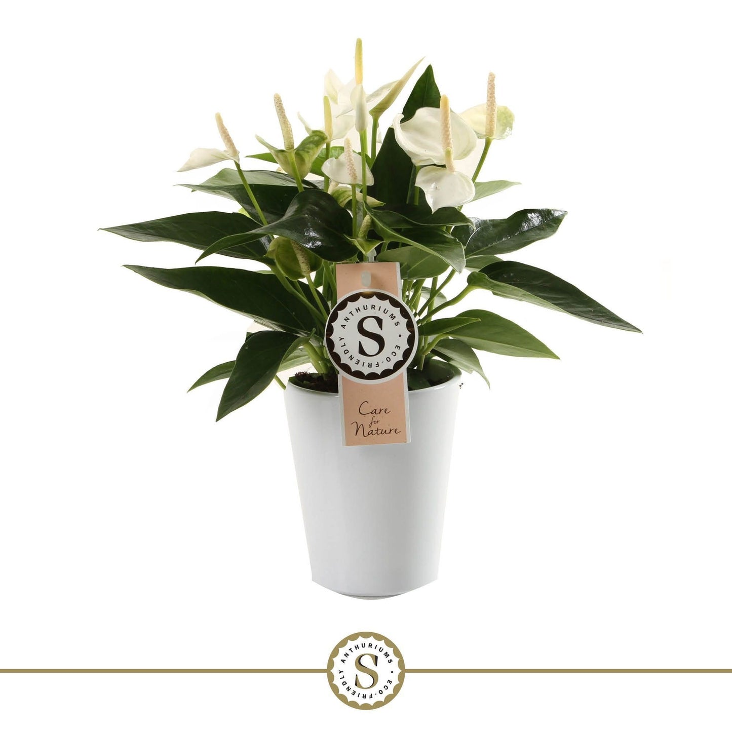 Anthurium St White Champion Keramiek Paris