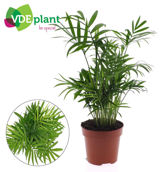 Chamaedorea Elegans