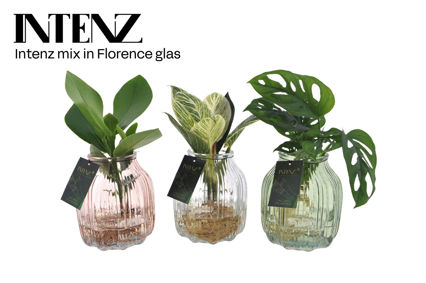 Opm Intenz Gemengd Glas Florence