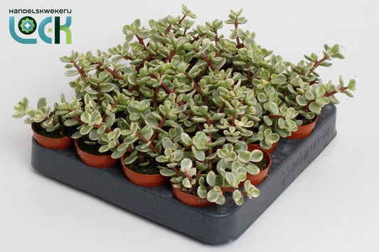 Portulacaria Afra Varigata
