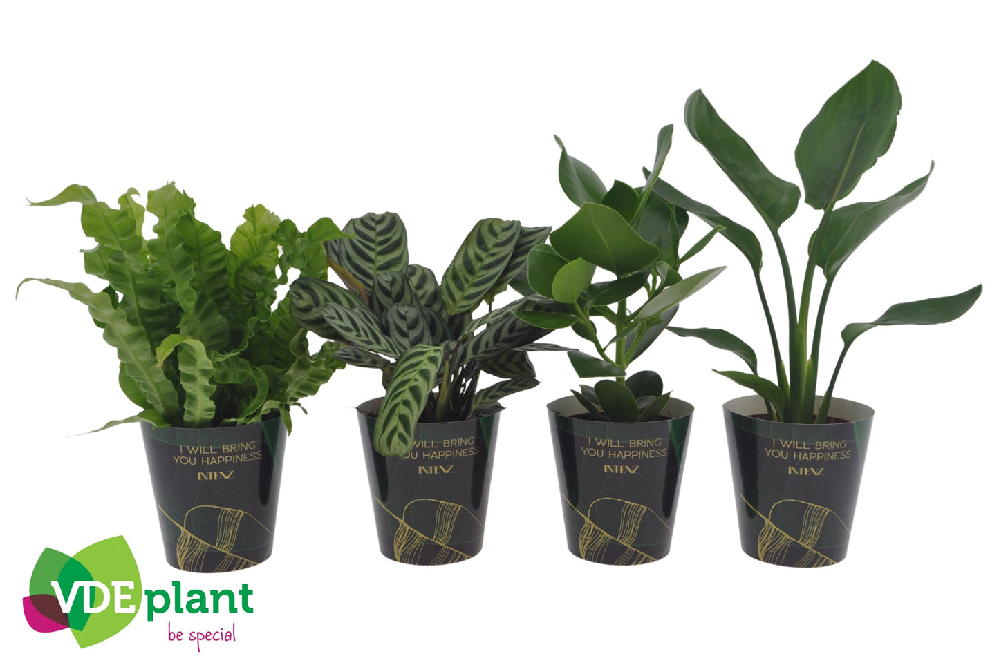 Ov Kamerplanten Gemengd Potcover