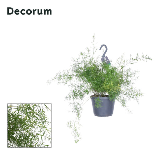 Asparagus Den Sprengeri