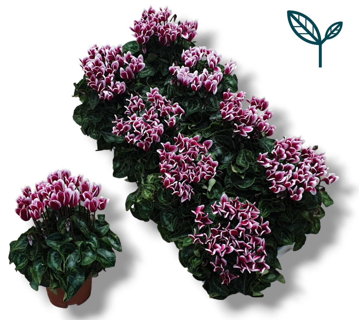 Cyclamen Per Fantasia Wijnrood