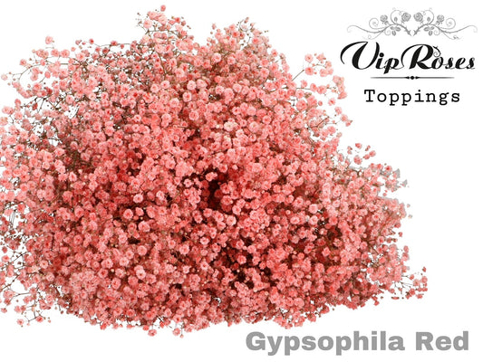 Gypsophila Dyed Red