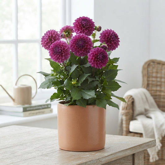 Dahlia ‘Dark Wizard’ Purple Cut Flowers – 55cm Stems