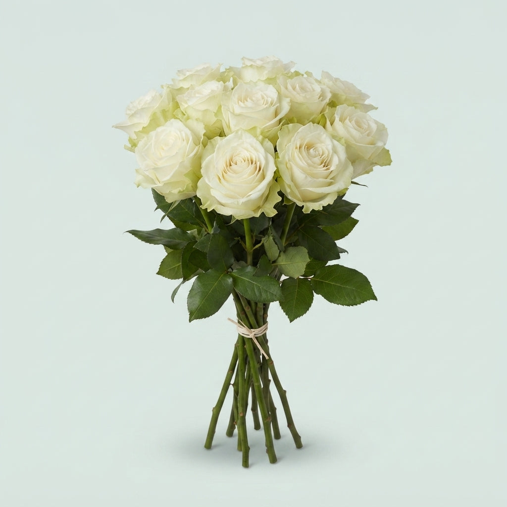 Rose - Rosa - Large Flowered