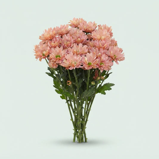 Spray Chrysanthemum - Chrysanthemum - Katinka Salmon