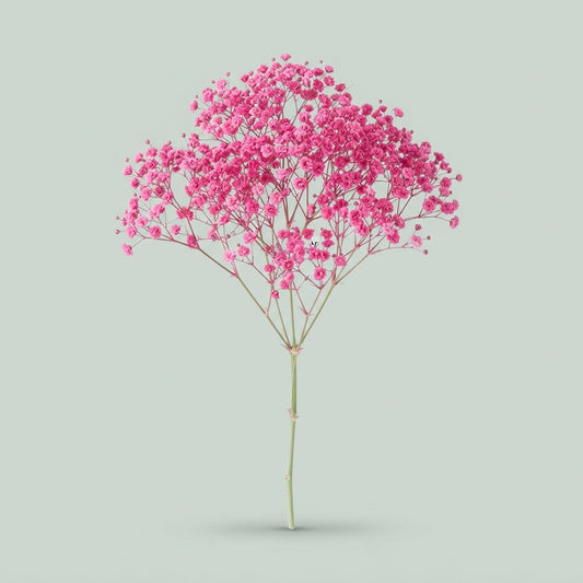 Gypsophila - Gypsophila Other - Pink Hot