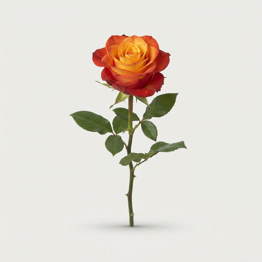 Rose - Rosa - Free Spirit