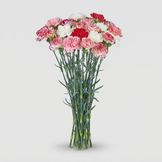 Carnation Standard Mix Florigene