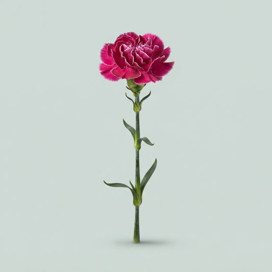 Standard Carnation - Dianthus - Extravaganza