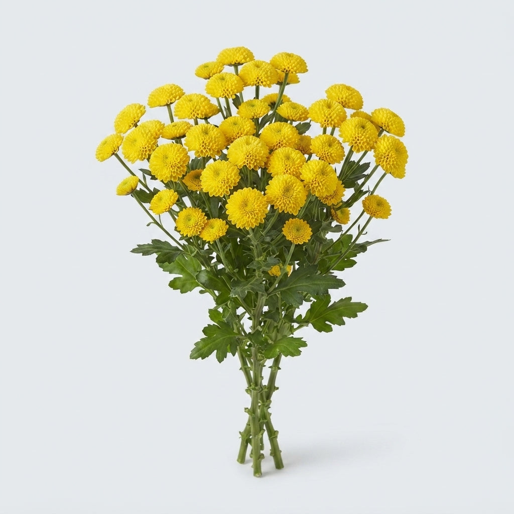 Spray Chrysanthemum - Chrysanthemum - Aurinko