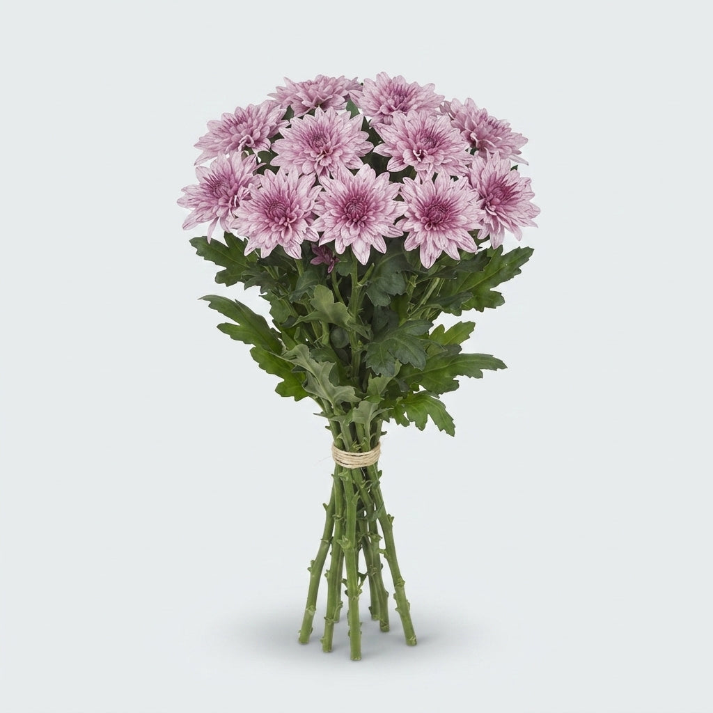 Chrysanthemum - Chrysanthemum (Indicum Grp) - Disbudded