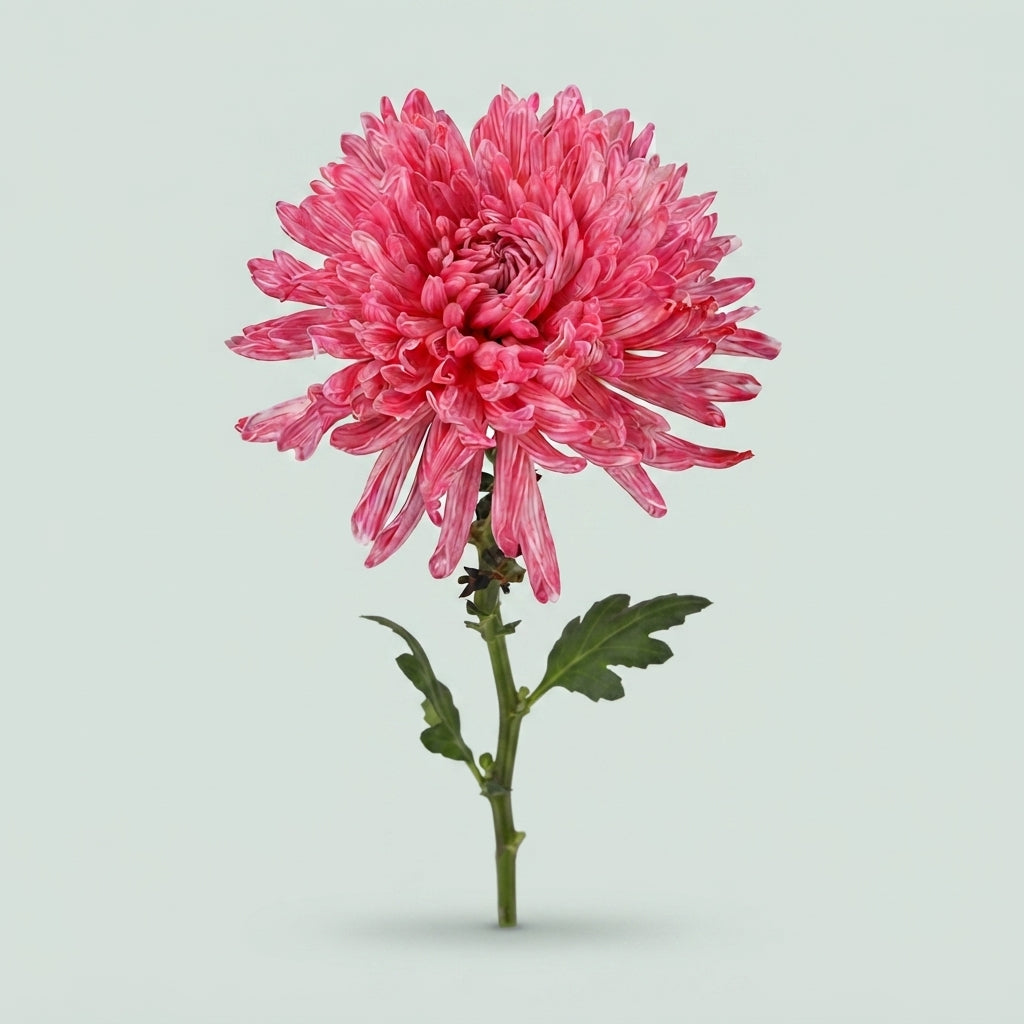 Chrysanthemum - Chrysanthemum (Indicum Grp) - Disbudded