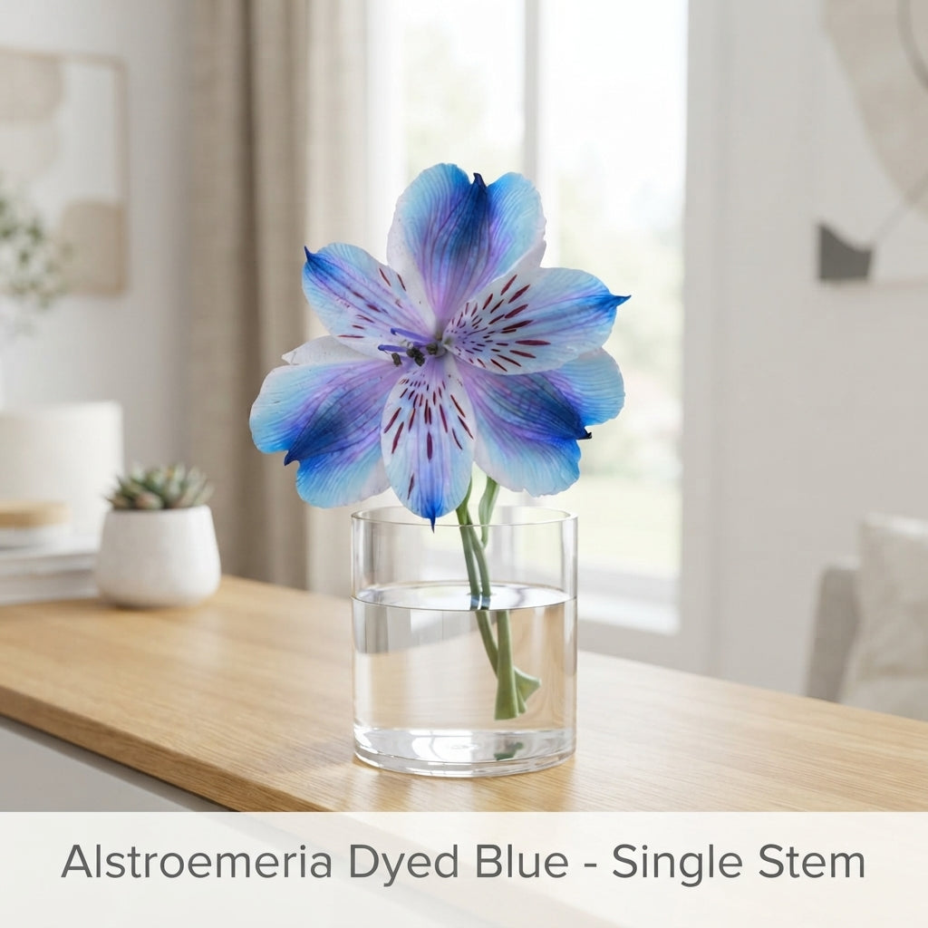 Dyed Blue Alstroemeria Cut Flowers – 75cm Stems