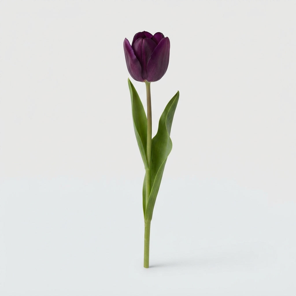 Tulip - Tulipa - Dyed Dark Violet