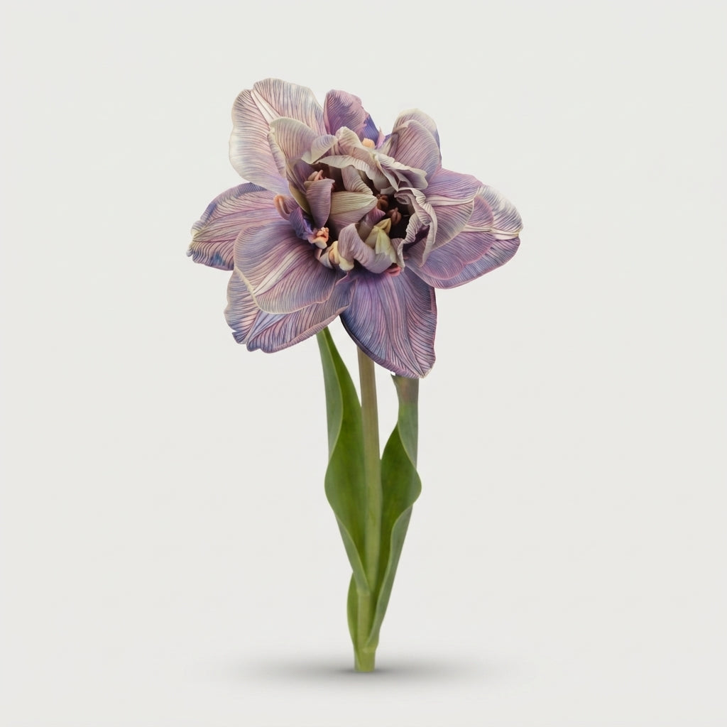 Tulip - Tulipa - Tulipa single