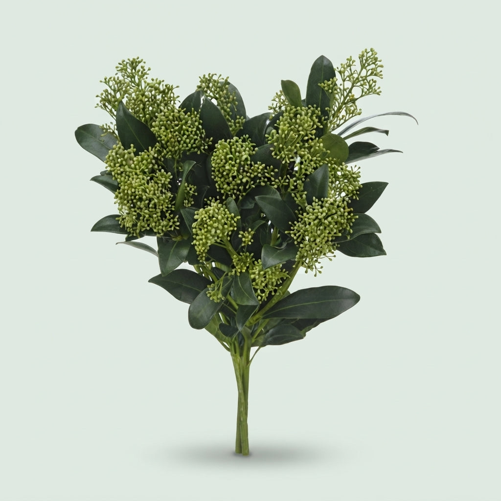 Skimmia 'Frank White' Green Foliage Stems