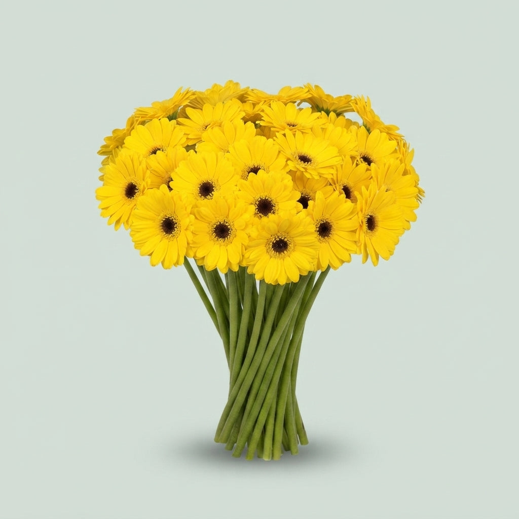 Yellow Germini Sunshine Cut Flowers – 50cm Stems