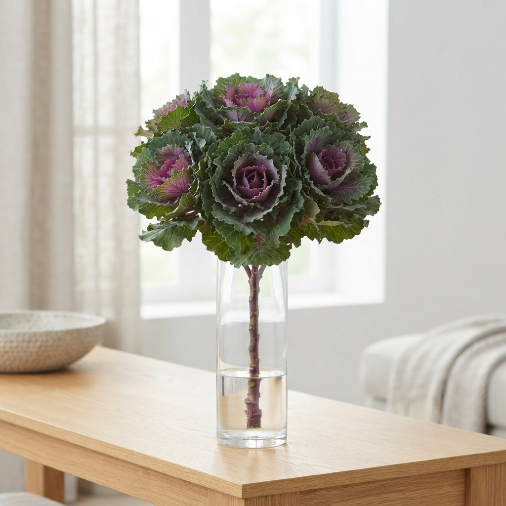 Brassica Empire Bogdana