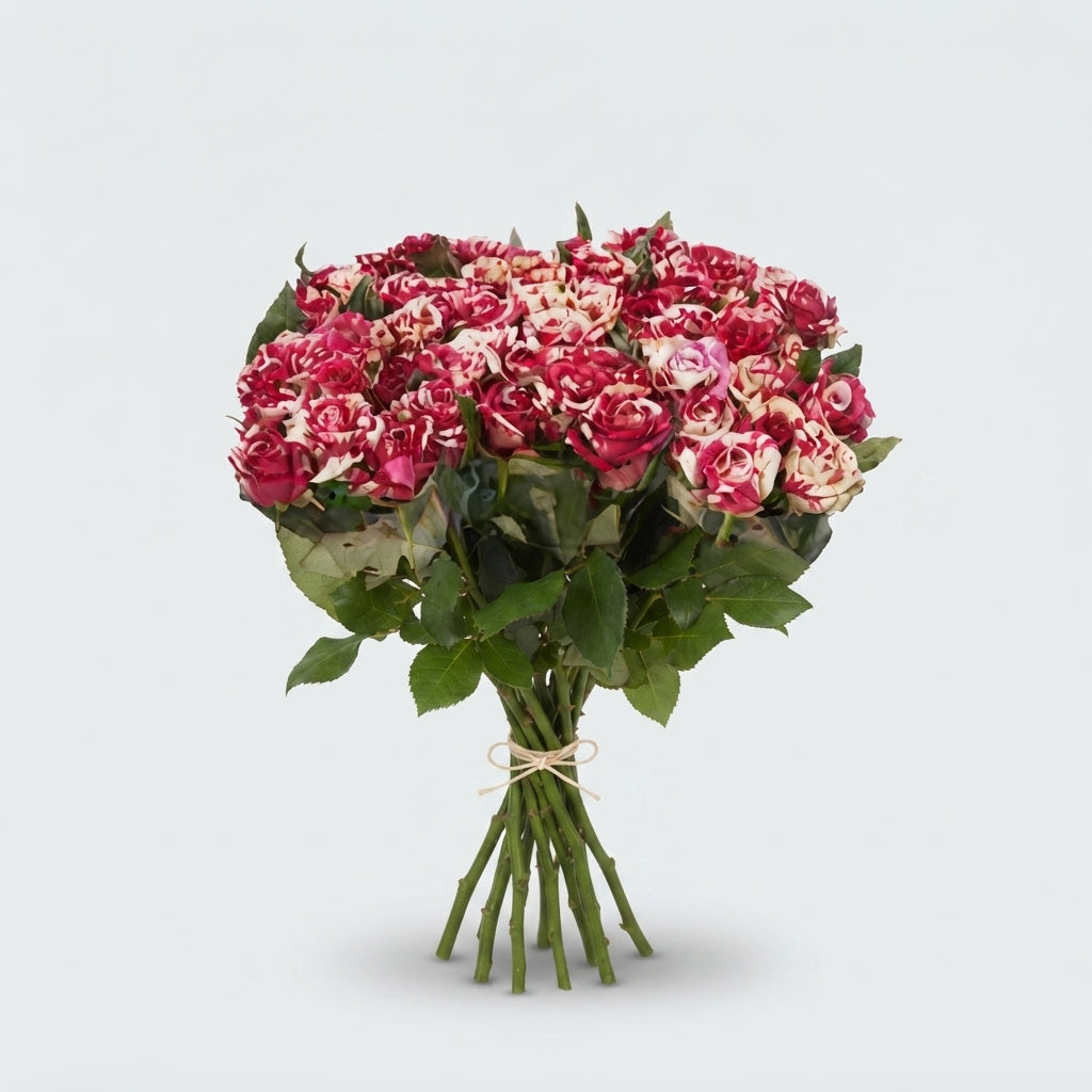 Rose - Rosa - Harlequin