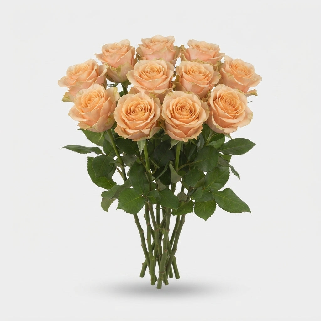 Rose - Rosa - Bellini
