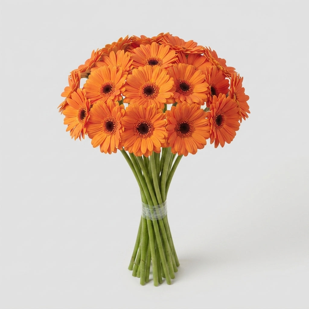 Orange Germini Caramba Cut Flowers – 45cm Stems