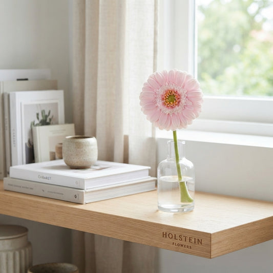 Pink Germini βHocabaβ Cut Flowers β 50cm Stems