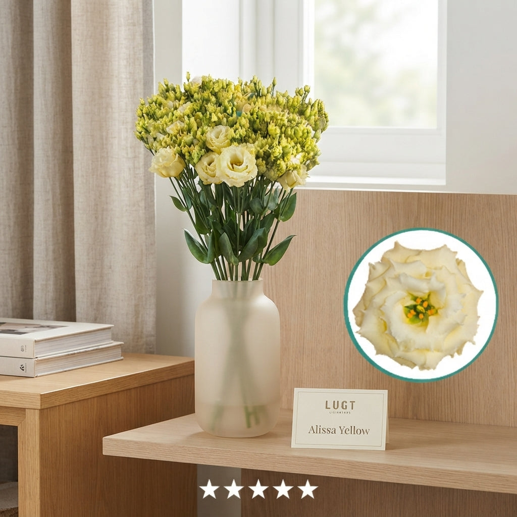 Yellow Lisianthus ‘Alissa’ – 70cm Stems
