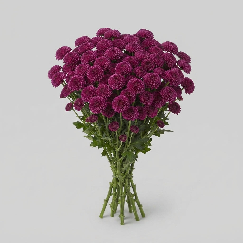Santini Chrysanthemum - Chrysanthemum - Dekpurpetta