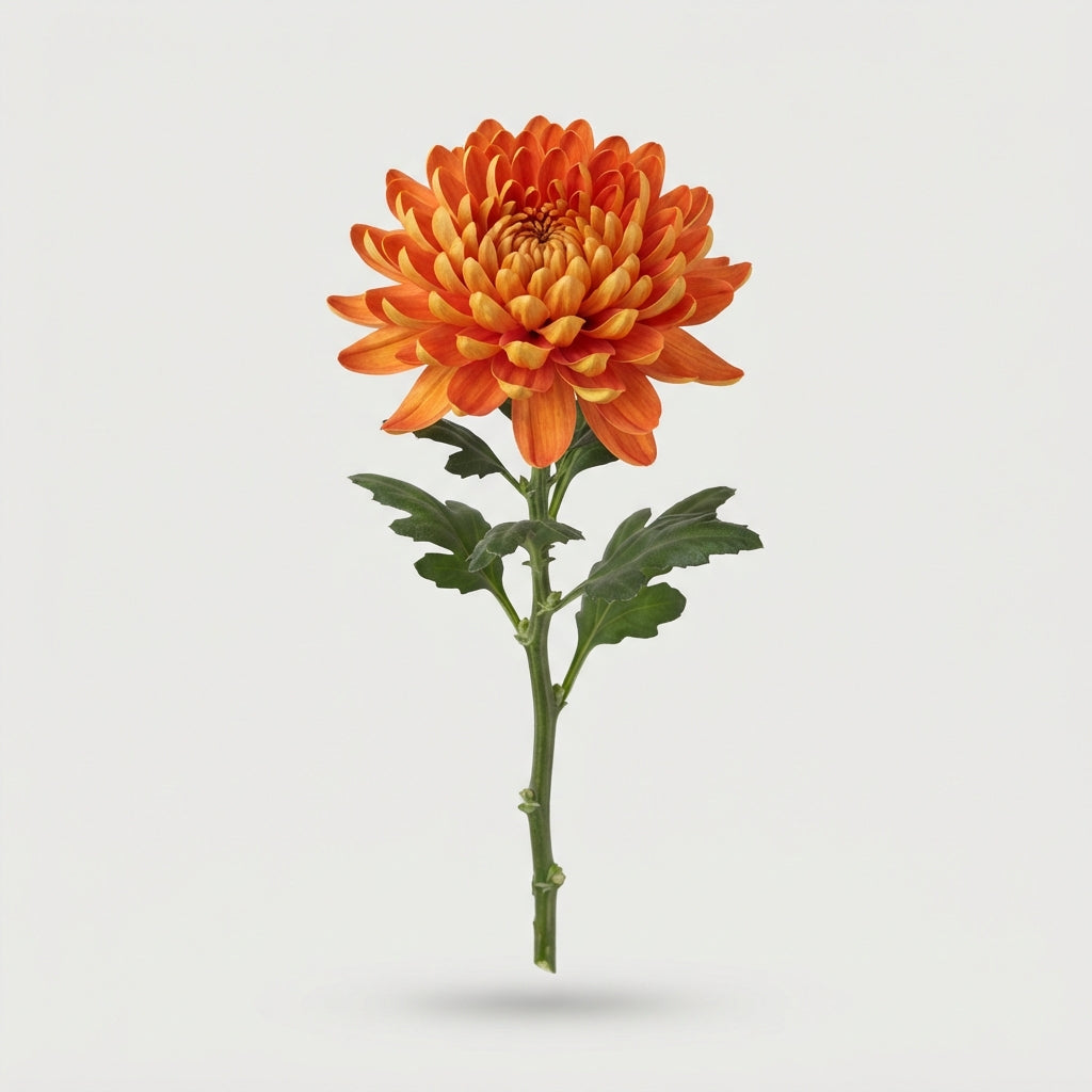 Chrysanthemum - Chrysanthemum - Fuego