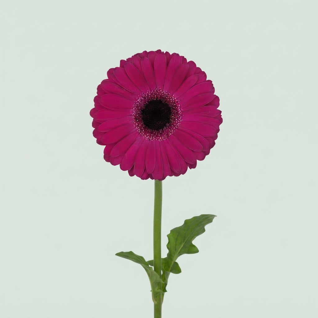 Gerbera - Gerbera - Large Flowered