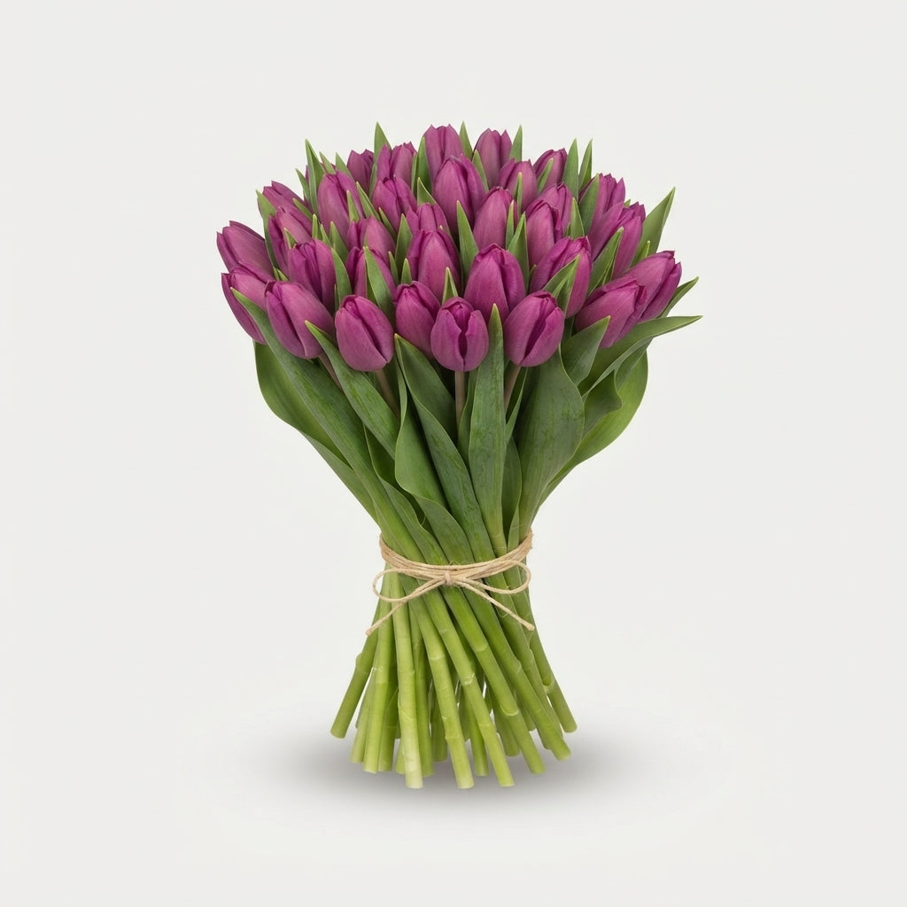Tulip - Tulipa - Purple Prince