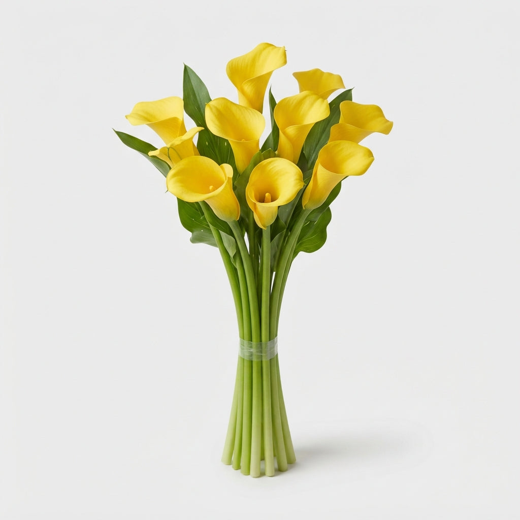 Calla Lily Goldcup