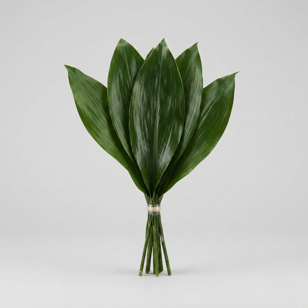 Aspidistra - Aspidistra - elatior