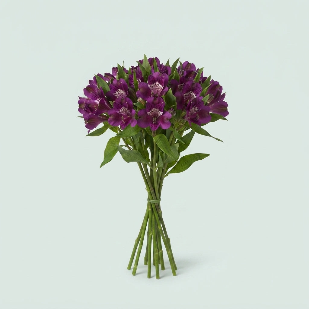 Purple Alstroemeria ‘Carline’ Cut Flowers – 75cm