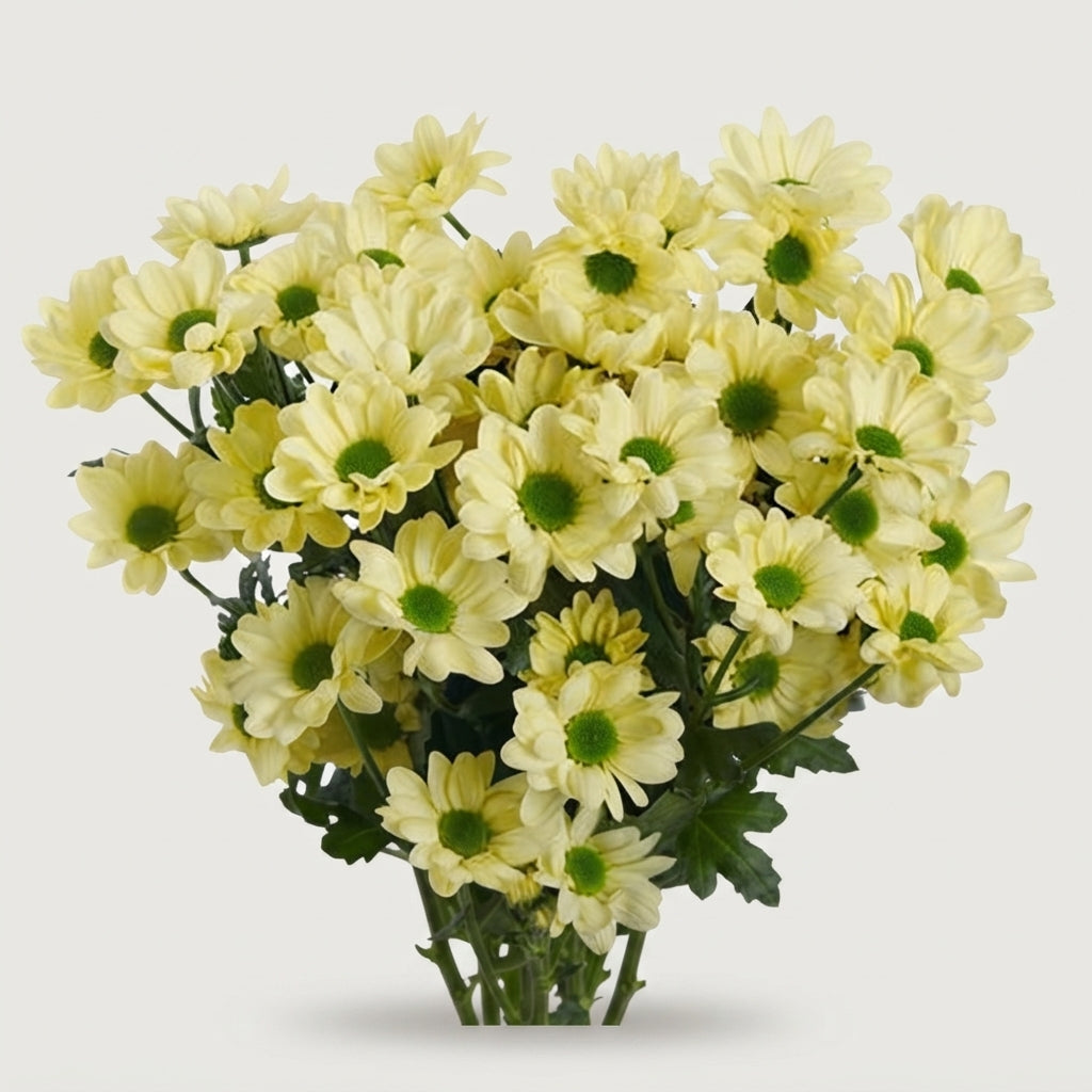 Spray Chrysanthemum - Chrysanthemum - Chic Cream