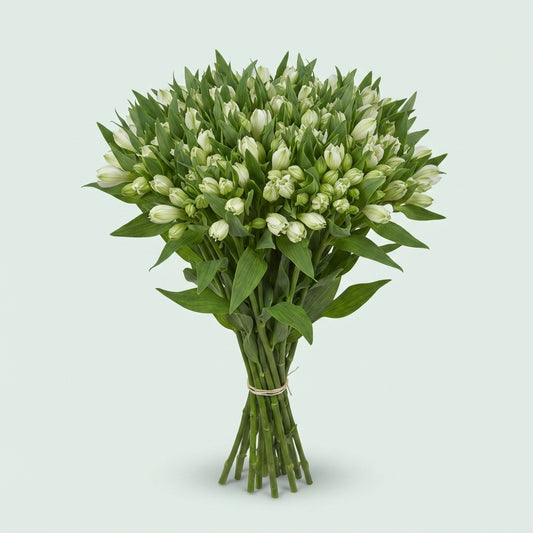 Alstroemeria - Alstroemeria - Tesanna