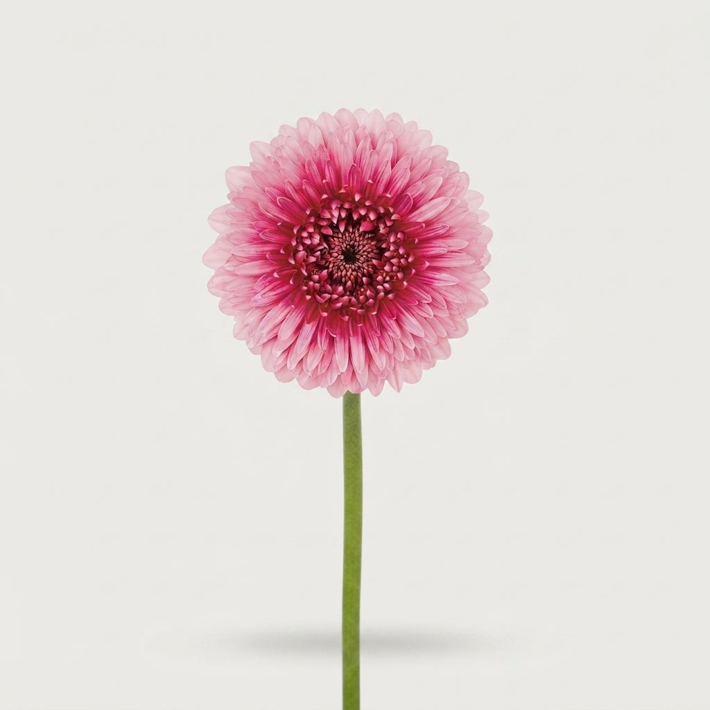 Germini - Gerbera - ChooChoo