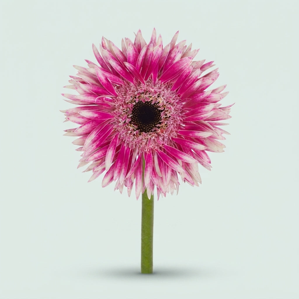 Germini - Gerbera - Cyta