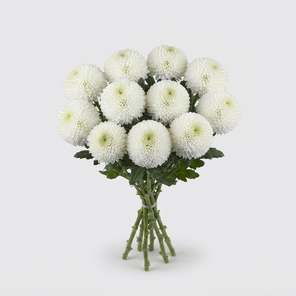 Disbudded Chrysanthemum - Chrysanthemum - SuperBowl