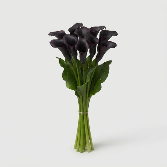 Calla Lily - Zantedeschia - Odessa