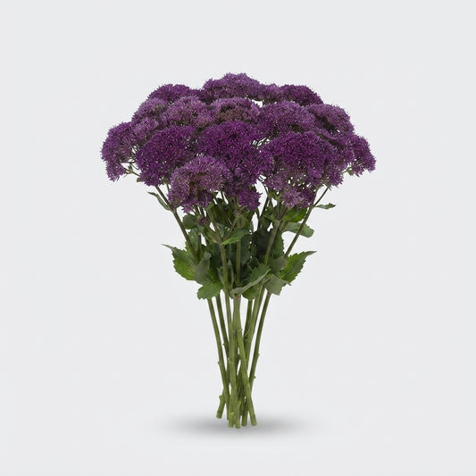 Trachelium Caeruleum Southlake