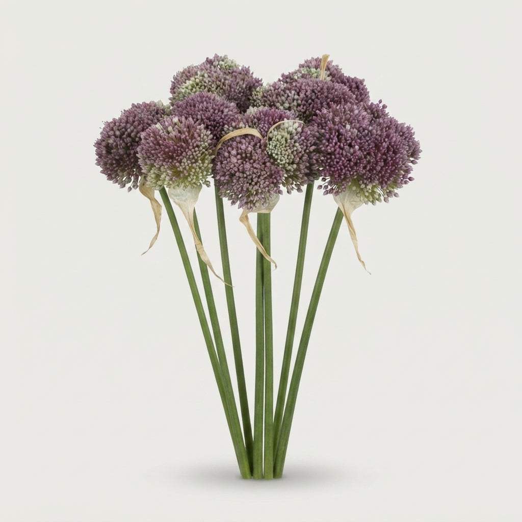 Allium - Allium - Mrs Bouquet