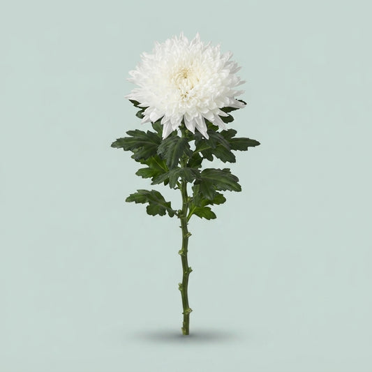 Disbudded Chrysanthemum - Chrysanthemum - Dekundercover