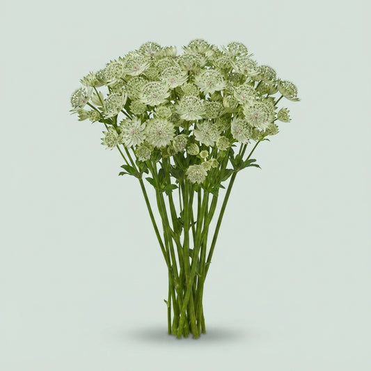Astrantia - Astrantia major - Shaggy