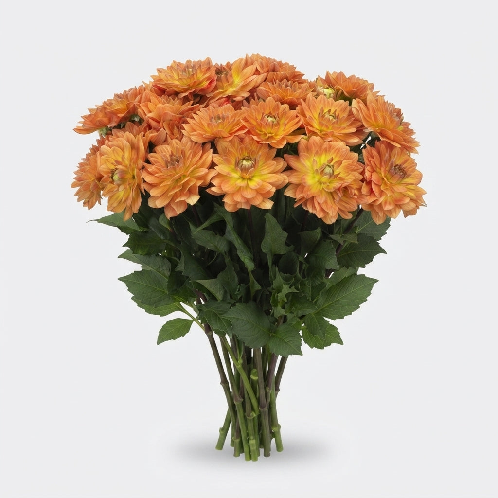 Dahlia - Dahlia - Dr Phil